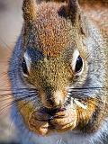 Red Squirrel Chowing Down_53079-80